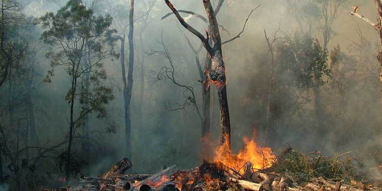 deforestation fire